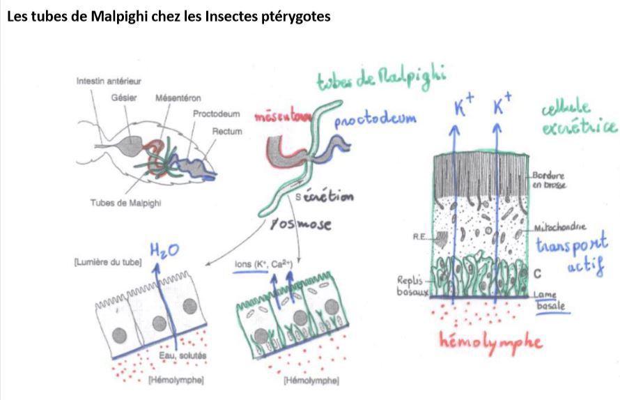 Organes filtrant par transport d'ions