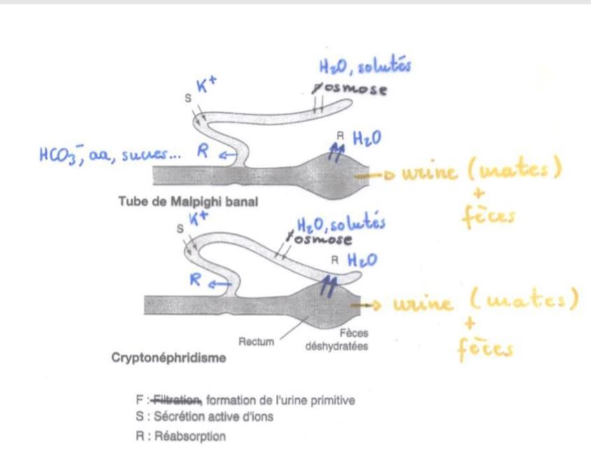 Organes filtrant par transport d'ions