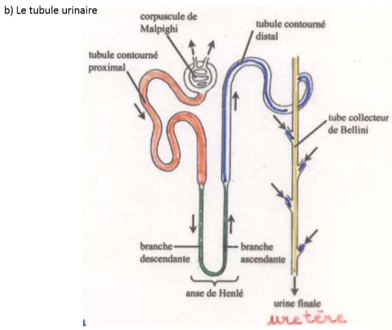 Strcture du Néphron