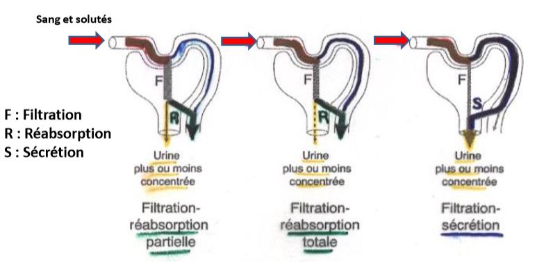 Formation de l'urine