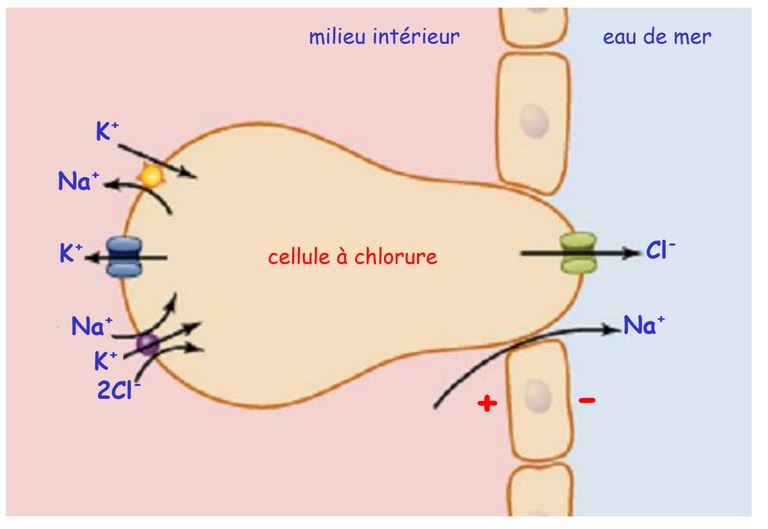 Fonctionnement d'une cellule à chlorure