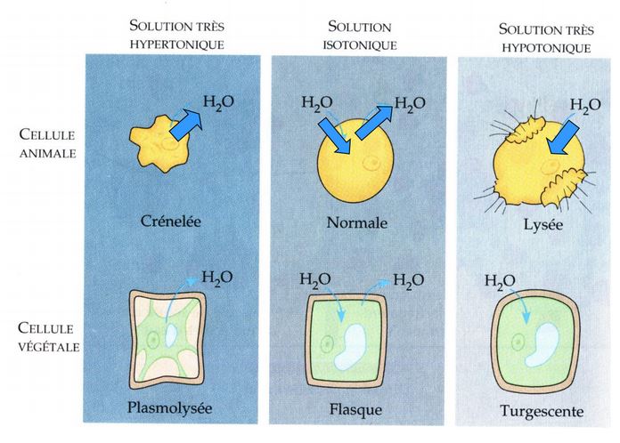 Différences entre la cellule animale et la cellule végétale