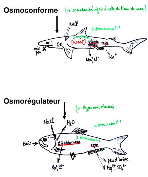 Osmoconforme et Osmorégulateur