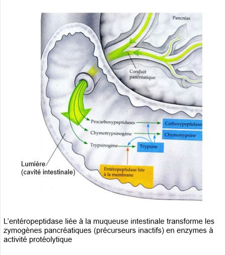 Activation des zygogènes du pancréas dans le duodénum