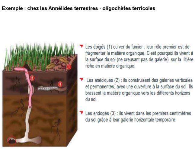 Chez les Annélides terrestres