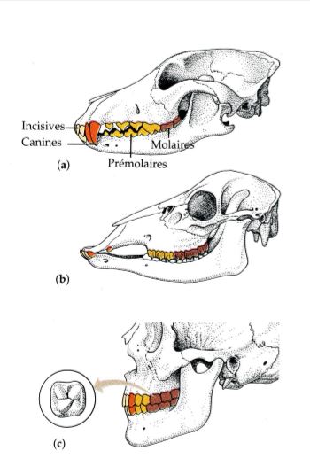 Mammifères à dents brachyondontes