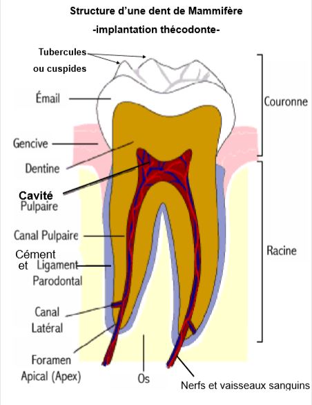 Structure d'une dent de Mammifère