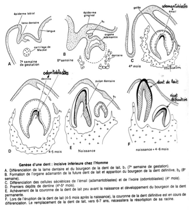 Developpement des dents