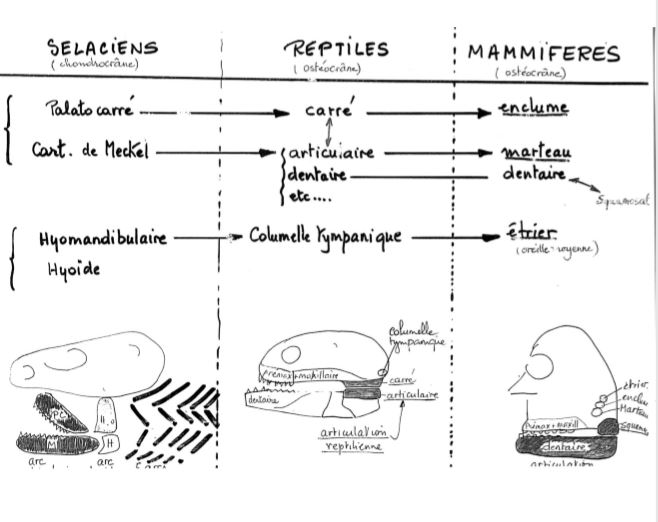 Les différentes mâchoires