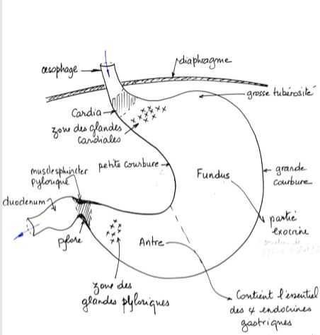 La digestion stomacale