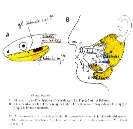 La digestion buccale