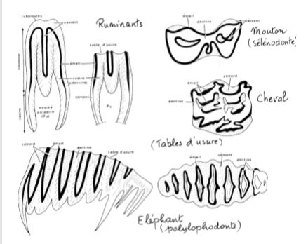 Mammifères herbivores