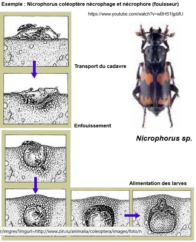 Les nécrophages