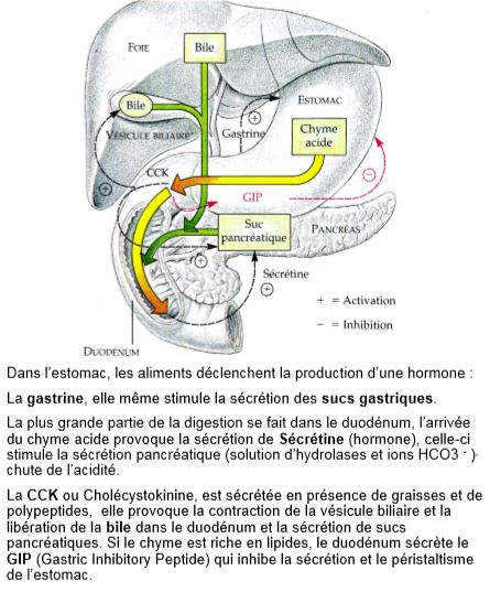 Régulation de la digestion