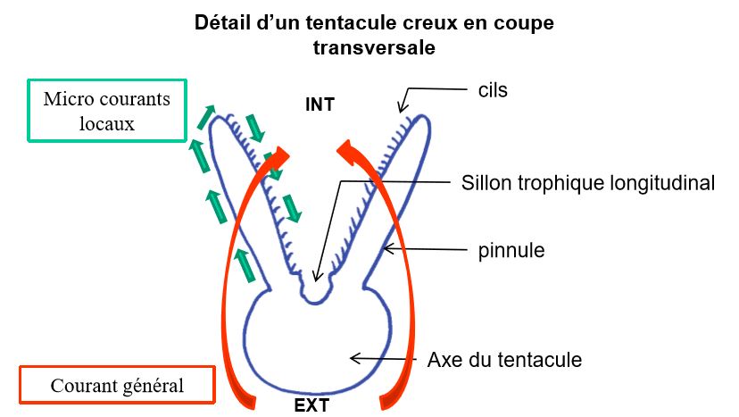 Détail d'une tentacule creux en coupe transversale