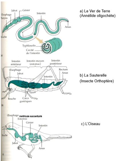Différents tubes digestifs
