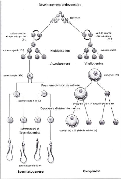 Zoologie