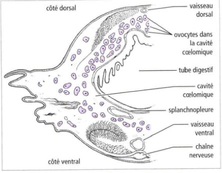 Zoologie