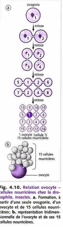 Zoologie