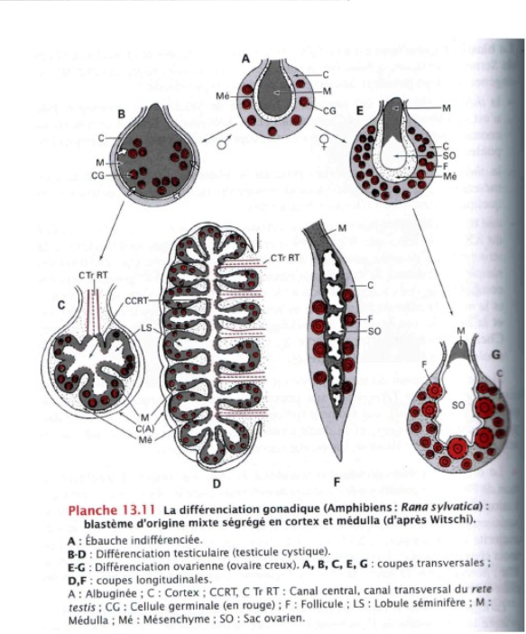 Zoologie