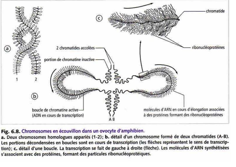 Zoologie