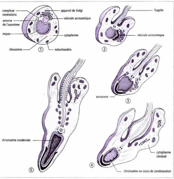 Zoologie