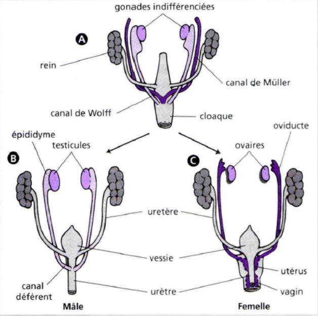 Zoologie