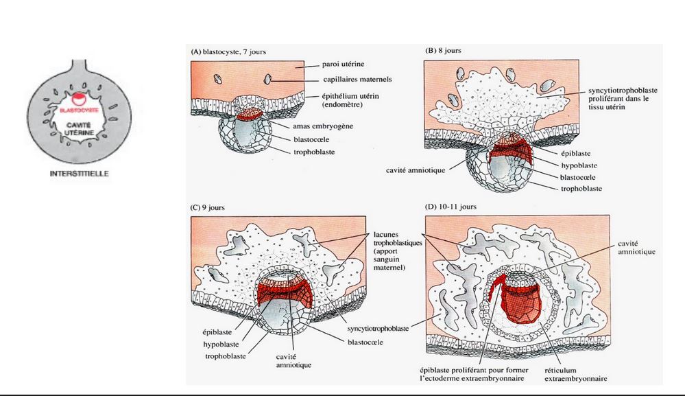 Placenta