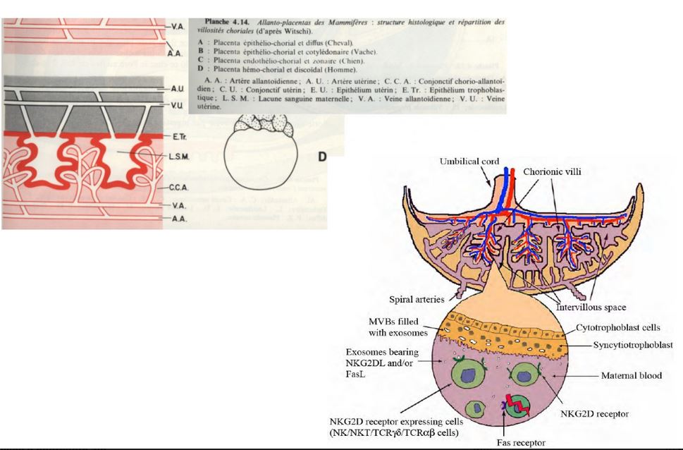 Placenta hémochorial