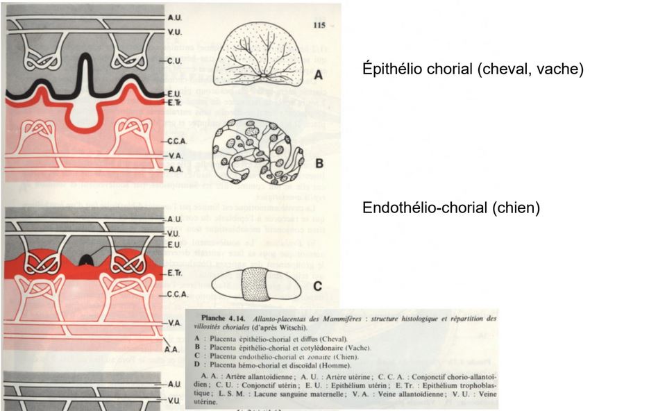 Le placenta chez les autres mammifères