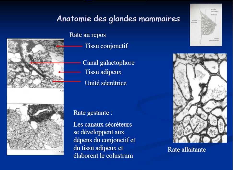 Anatomie des glandes mammaires