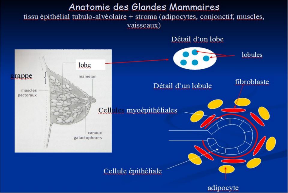 Anatomie des glandes mammaires