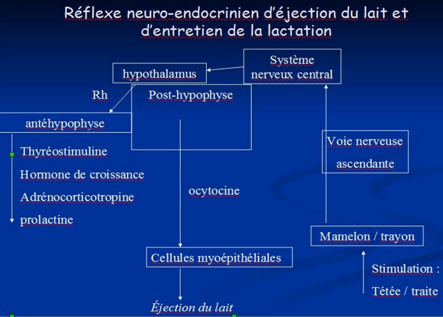 Reflexe neuro-endocrinien