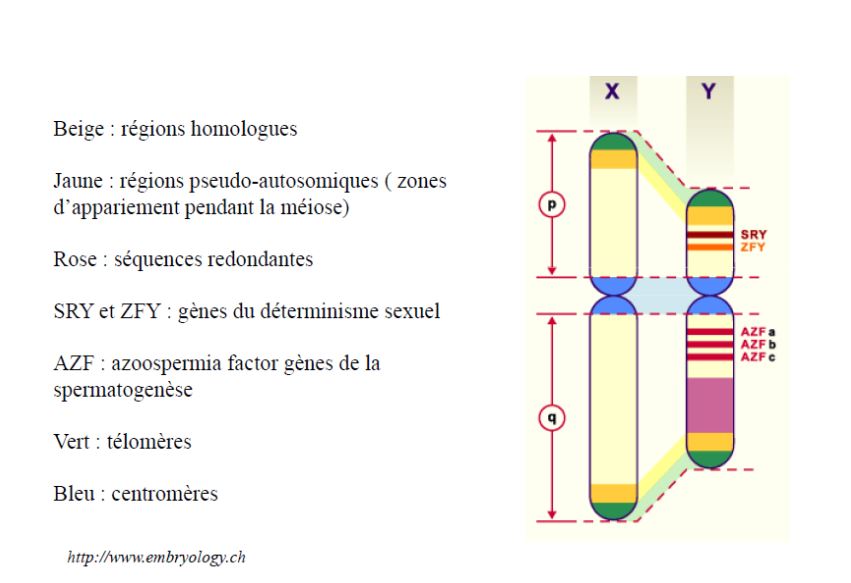 Zoologie