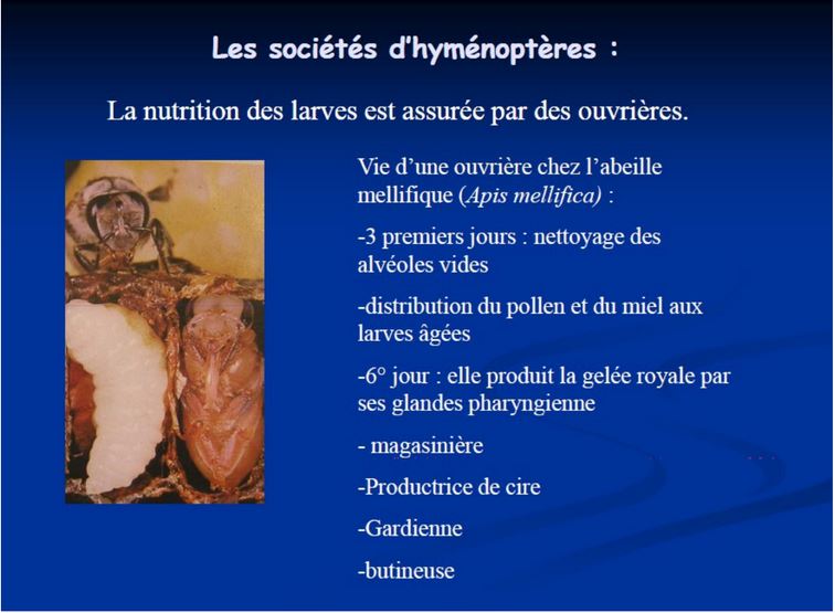 Nutrition des larves