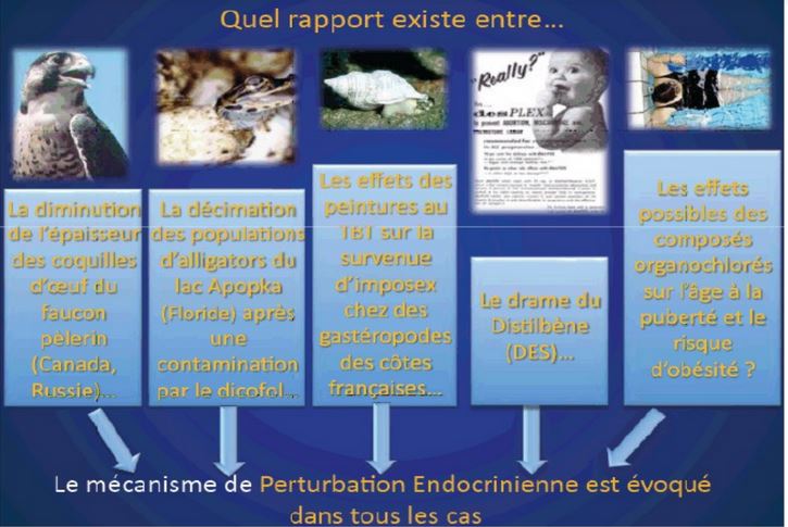 Pertubation endocrinienne