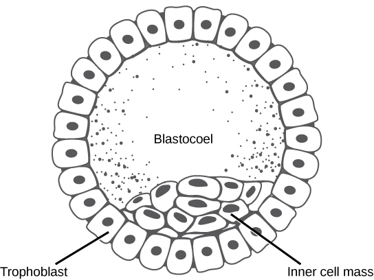 Placenta