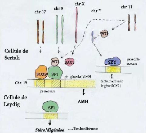 Zoologie