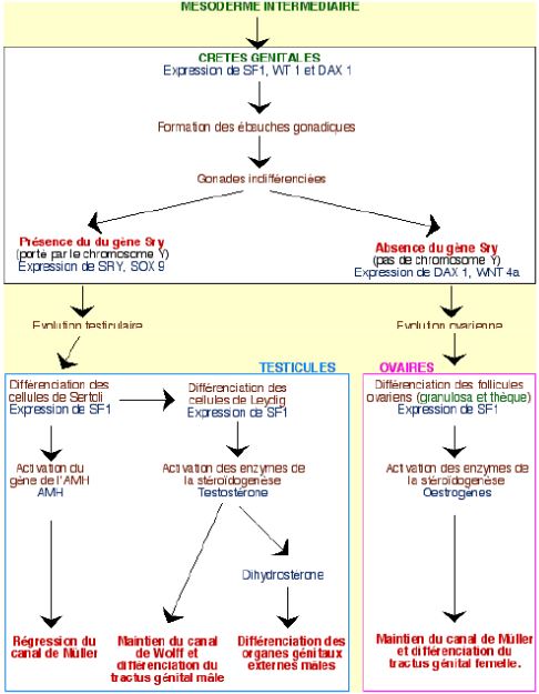 Zoologie