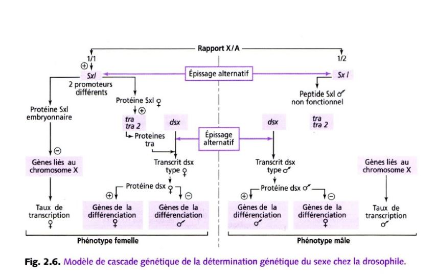 Zoologie