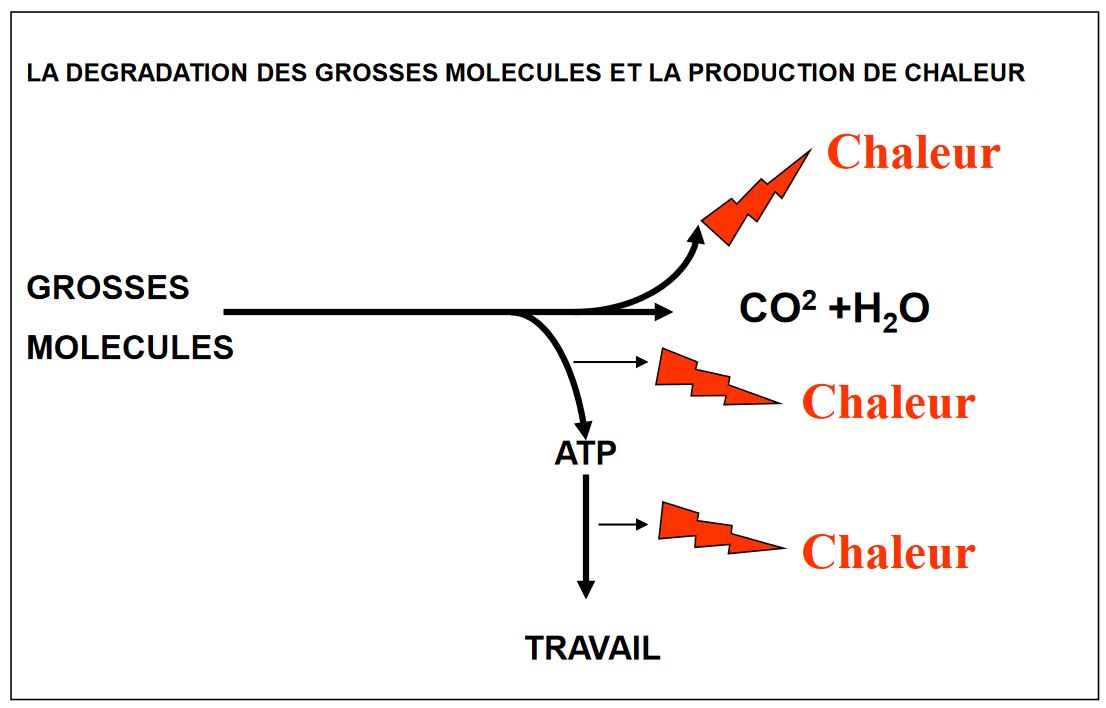 La thermogénèse