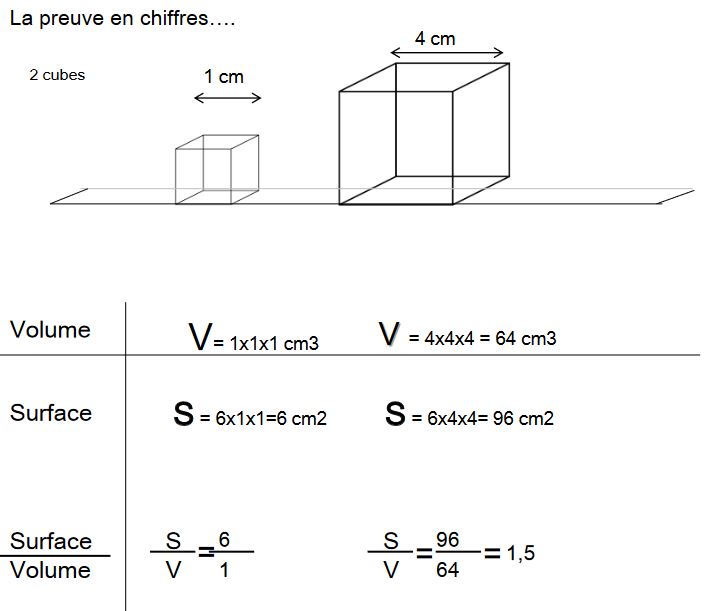 S/V