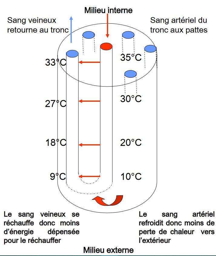 Echangeurs thermques