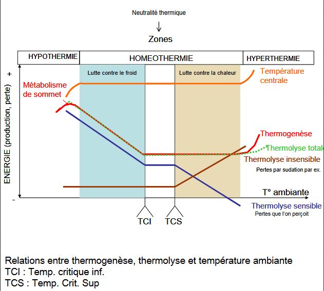 boucle thermorégulation des endothermes