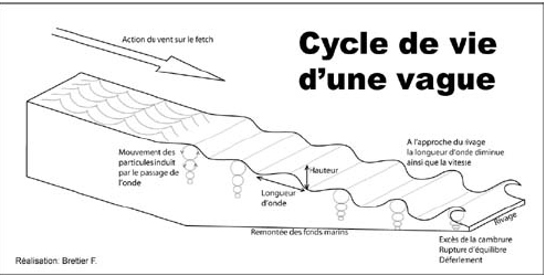 Cycle de vie d'une vague