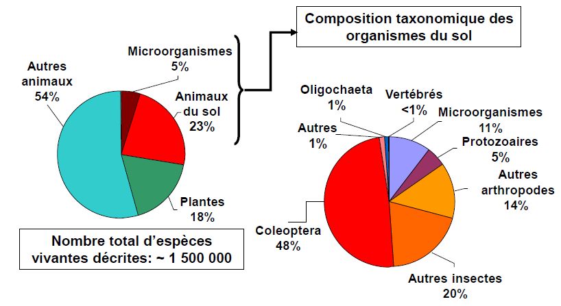 Biodiversité du sol