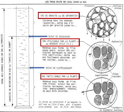 États de l'eau dans le sol