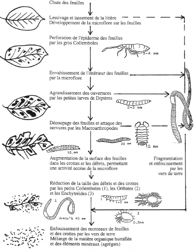 Rôle des décomposeurs