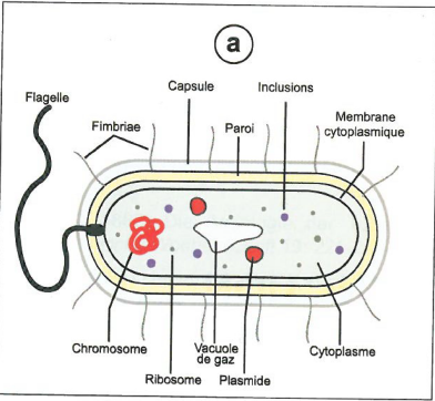 Cellule procaryote