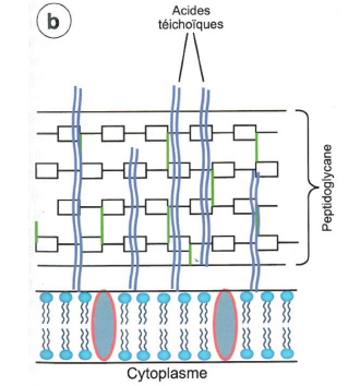 Structure de la paroi des bactéries à Gram positif